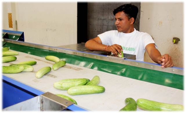 Manual Sorting Line